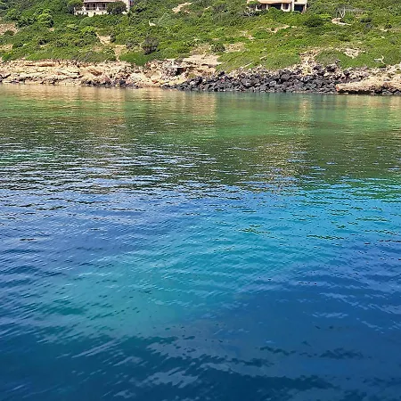 L'alga *